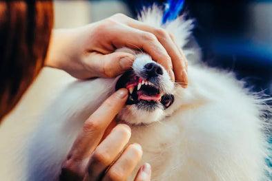 Brushing Your Pet’s Teeth Will Make You Feel For Your Dentist by Chuck & Don's