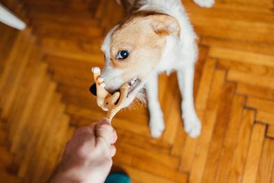 WE COULD ALL REALLY USE SOME VIDEOS OF YOUR DOG HAVING FUN RIGHT NOW.