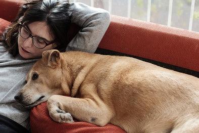 Are holidays hard on your pet? Dog cuddling up to female owner