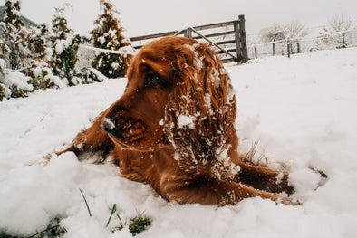 Winters can be hard for some breeds of dogs, here are some helpful things to try