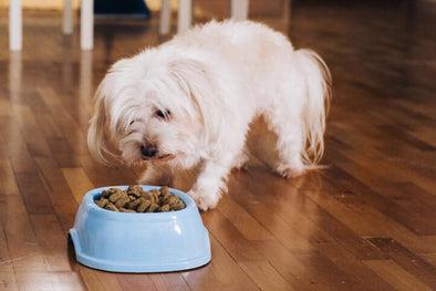 IT’S NOT JUST WHAT’S FOR DINNER. IT’S WHAT DINNER CAN DO FOR YOUR PET. GET TO KNOW PETCUREAN GO! SOLUTIONS.