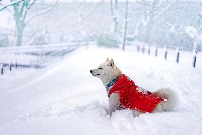 A few ideas for the winter months of things to help your dog out.