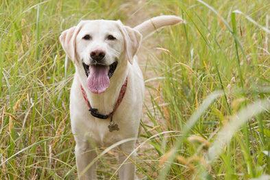 Be prepared for outdoor pests like Ticks and Fleas for your pets