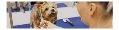 The Head-to-Tail Benefits of Summer Grooming by Chuck & Don's