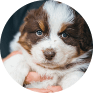 Puppy Essentials