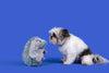 Attachment Theory Plush Grunting Hedgehog Toy for Dogs