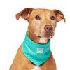 Canada Pooch Special Edition Wet Reveal Smiley Cooling Bandana for Dogs