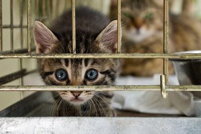 DONATE MEALS FOR SHELTER AND RESCUE CATS IN NEED