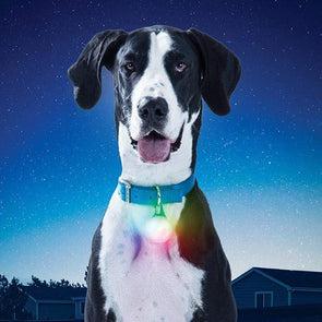 Nite Ize Spotlit XL Rechargeable Collar Light for Dogs